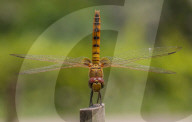 FEATURE - Die Insektenwelt von Bangladesch