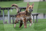 FEATURE - Strampelanzüge für Hunde
