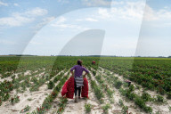 REPORTAGE - Paprika-Ernte in Ungarn