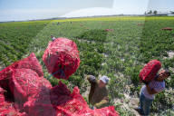 REPORTAGE - Paprika-Ernte in Ungarn