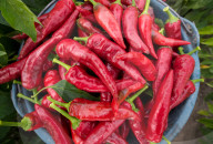 REPORTAGE - Paprika-Ernte in Ungarn