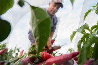 REPORTAGE - Paprika-Ernte in Ungarn