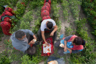 REPORTAGE - Paprika-Ernte in Ungarn