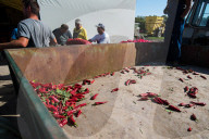 REPORTAGE - Paprika-Ernte in Ungarn