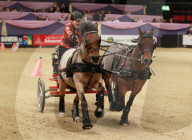 FEATURE - Horse of the Year Show in Birmingham