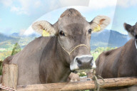 REPORTAGE - Schweiz: Viehmarkt in Sarnen