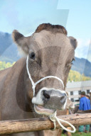 REPORTAGE - Schweiz: Viehmarkt in Sarnen