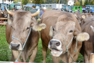REPORTAGE - Schweiz: Viehmarkt in Sarnen