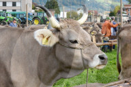 REPORTAGE - Schweiz: Viehmarkt in Sarnen