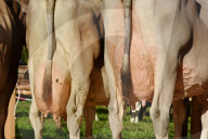 REPORTAGE - Schweiz: Viehmarkt in Sarnen