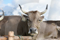 REPORTAGE - Schweiz: Viehmarkt in Sarnen
