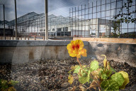 REPORTAGE - Belgien: Urban Farming auf dem Dach des Schlachthauses in Anderlecht
