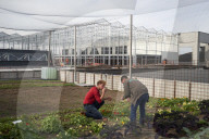REPORTAGE - Belgien: Urban Farming auf dem Dach des Schlachthauses in Anderlecht