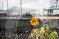 REPORTAGE - Belgien: Urban Farming auf dem Dach des Schlachthauses in Anderlecht