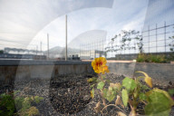 REPORTAGE - Belgien: Urban Farming auf dem Dach des Schlachthauses in Anderlecht