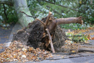 NEWS - Sturm Xavier: Schäden in Berlin