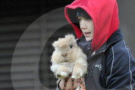 FEATURE - Jumping Rabbits: Hasen springen über Hindernisse