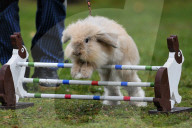 FEATURE - Jumping Rabbits: Hasen springen über Hindernisse