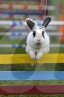 FEATURE - Jumping Rabbits: Hasen springen über Hindernisse