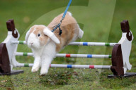 FEATURE - Jumping Rabbits: Hasen springen über Hindernisse