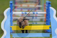 FEATURE - Jumping Rabbits: Hasen springen über Hindernisse