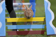 FEATURE - Jumping Rabbits: Hasen springen über Hindernisse