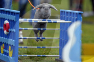FEATURE - Jumping Rabbits: Hasen springen über Hindernisse