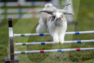FEATURE - Jumping Rabbits: Hasen springen über Hindernisse