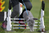FEATURE - Jumping Rabbits: Hasen springen über Hindernisse