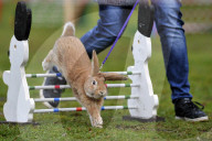FEATURE - Jumping Rabbits: Hasen springen über Hindernisse