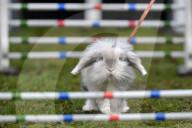 FEATURE - Jumping Rabbits: Hasen springen über Hindernisse