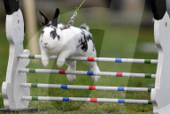 FEATURE - Jumping Rabbits: Hasen springen über Hindernisse