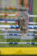 FEATURE - Jumping Rabbits: Hasen springen über Hindernisse