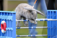 FEATURE - Jumping Rabbits: Hasen springen über Hindernisse