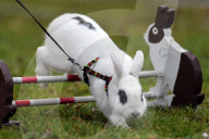 FEATURE - Jumping Rabbits: Hasen springen über Hindernisse