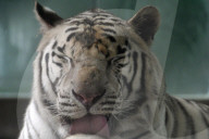 FEATURE - Ein weisser Tiger Paris zeigt die Zähne