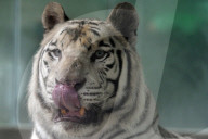 FEATURE - Ein weisser Tiger Paris zeigt die Zähne