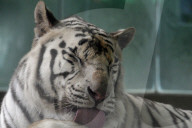FEATURE - Ein weisser Tiger Paris zeigt die Zähne