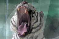 FEATURE - Ein weisser Tiger Paris zeigt die Zähne
