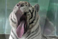 FEATURE - Ein weisser Tiger Paris zeigt die Zähne
