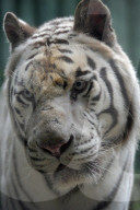 FEATURE - Ein weisser Tiger Paris zeigt die Zähne