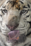 FEATURE - Ein weisser Tiger Paris zeigt die Zähne