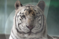 FEATURE - Ein weisser Tiger Paris zeigt die Zähne