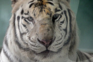 FEATURE - Ein weisser Tiger Paris zeigt die Zähne