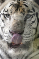 FEATURE - Ein weisser Tiger Paris zeigt die Zähne