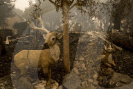 NEWS - USA: Waldbrände in Kalifornien - Kampf gegen das Feuer