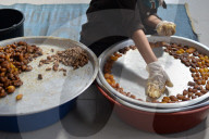 REPORTAGE - Dattelernte in Gazastreifen