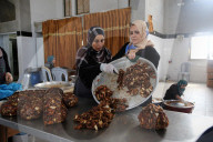 REPORTAGE - Dattelernte in Gazastreifen