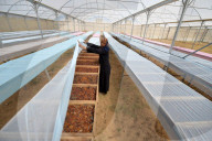 REPORTAGE - Dattelernte in Gazastreifen