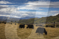 REPORTAGE - Tibeter in China
